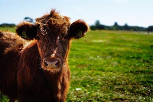 Raw Milk | Westtown Amish Market